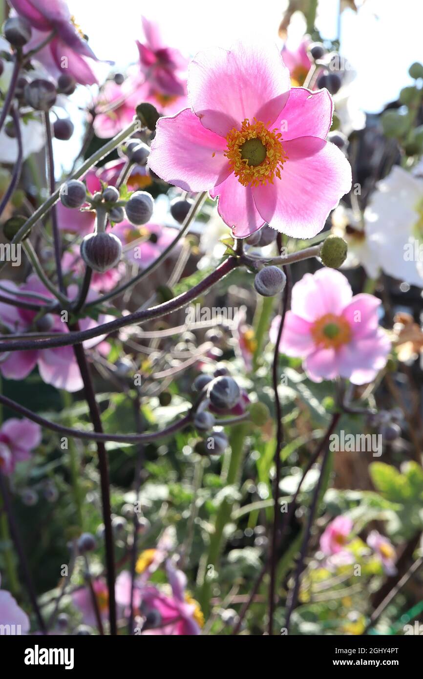 Anemone x hybrida ‘September Charm’ Japanischer Anemone September Charm – sehr hellrosa Einzelblüten mit breiten weißen Rändern, August, England, Großbritannien Stockfoto