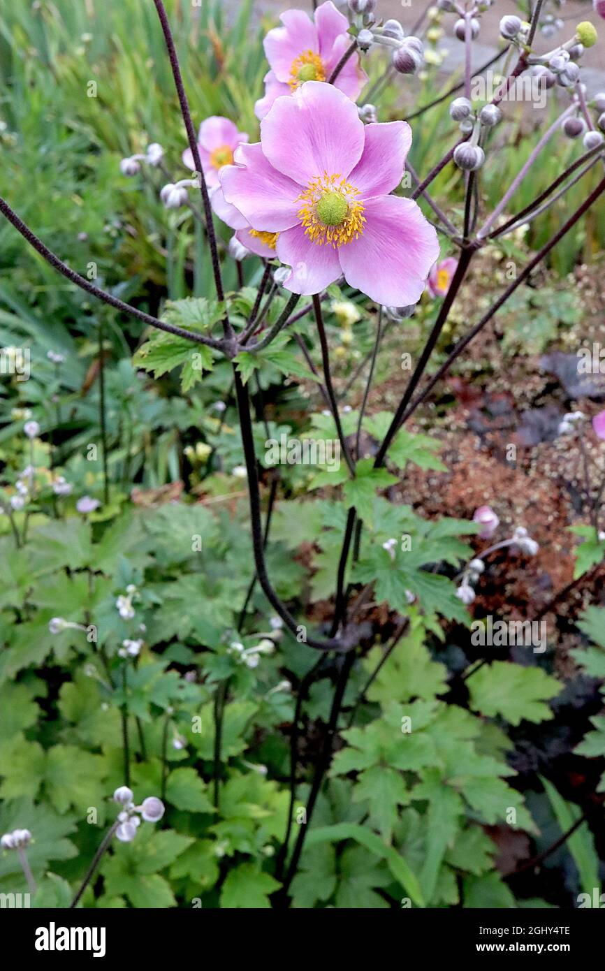 Anemone x hybrida ‘September Charm’ Japanischer Anemone September Charm – sehr hellrosa Einzelblüten mit breiten weißen Rändern, August, England, Großbritannien Stockfoto