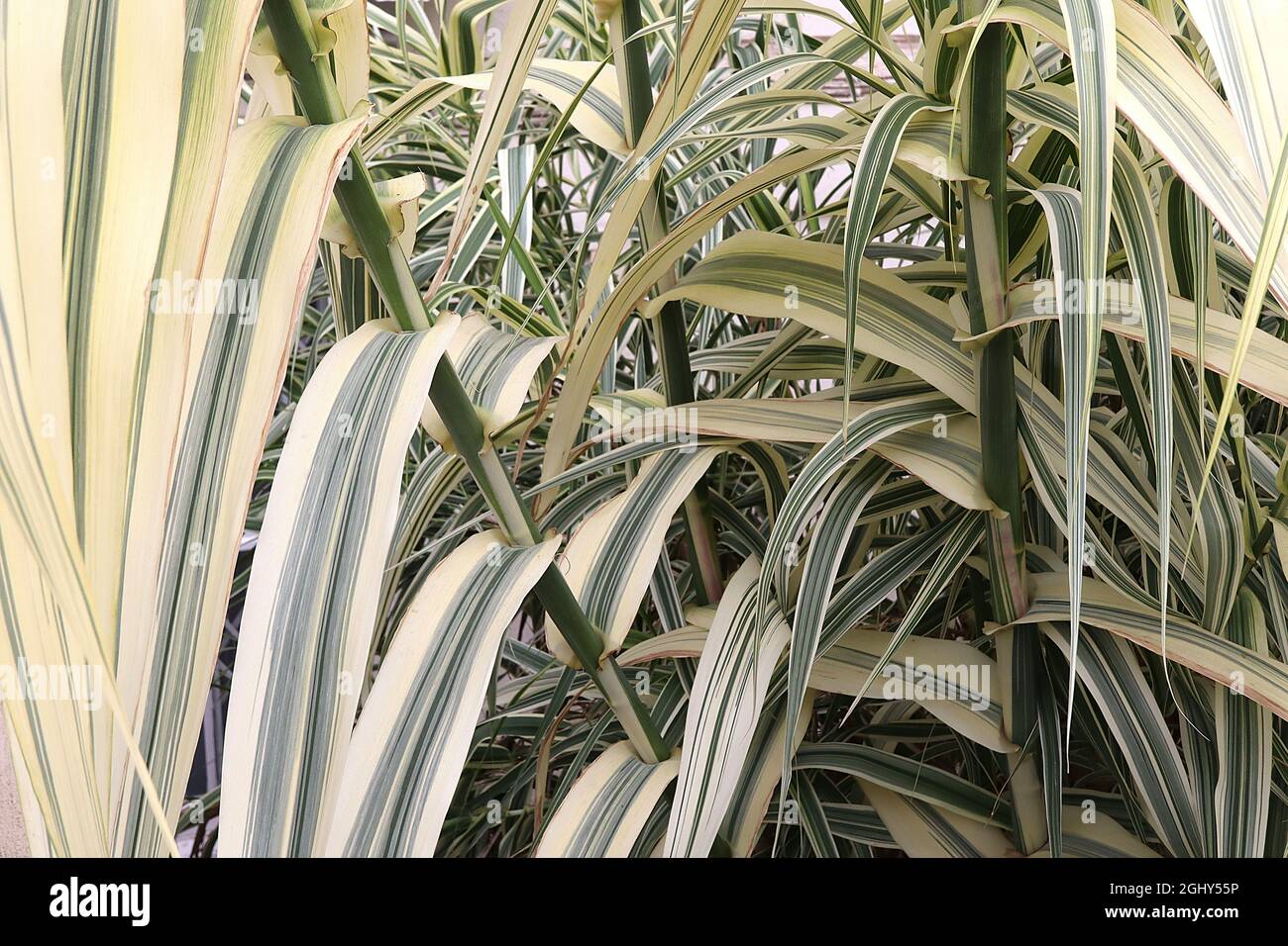 Arundo donax ‘Variegata’ buntes Riesenschilf – sehr hohe Stämme schwertförmiger cremefarbener Blätter mit grünen Streifen, August, England, Großbritannien Stockfoto