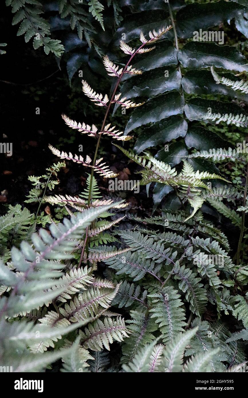 Athyrium niponicum var pictum ‘Silver Falls’ bemalter Frauenfarn Silver Falls – graugrüne bipangeborene Wedel mit silbernem Flush, violett-rote Mittelrippen, Stockfoto
