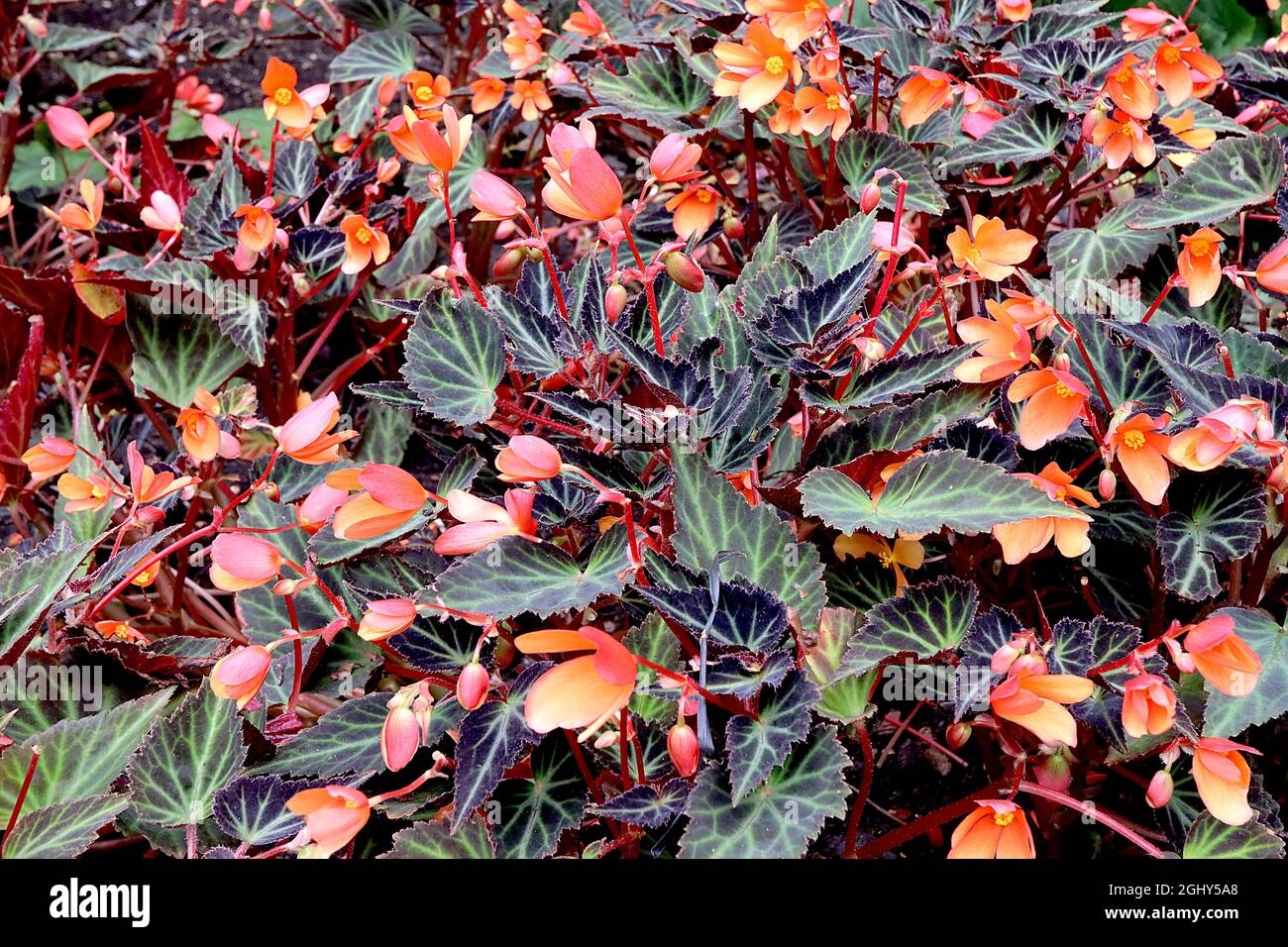 Begonia boliviensis ‘Sparks will Fly’ einzelne rot-orangefarbene Blüten mit hellorangenen Innenräumen und violetten Bronzeblättern, August, England, Großbritannien Stockfoto