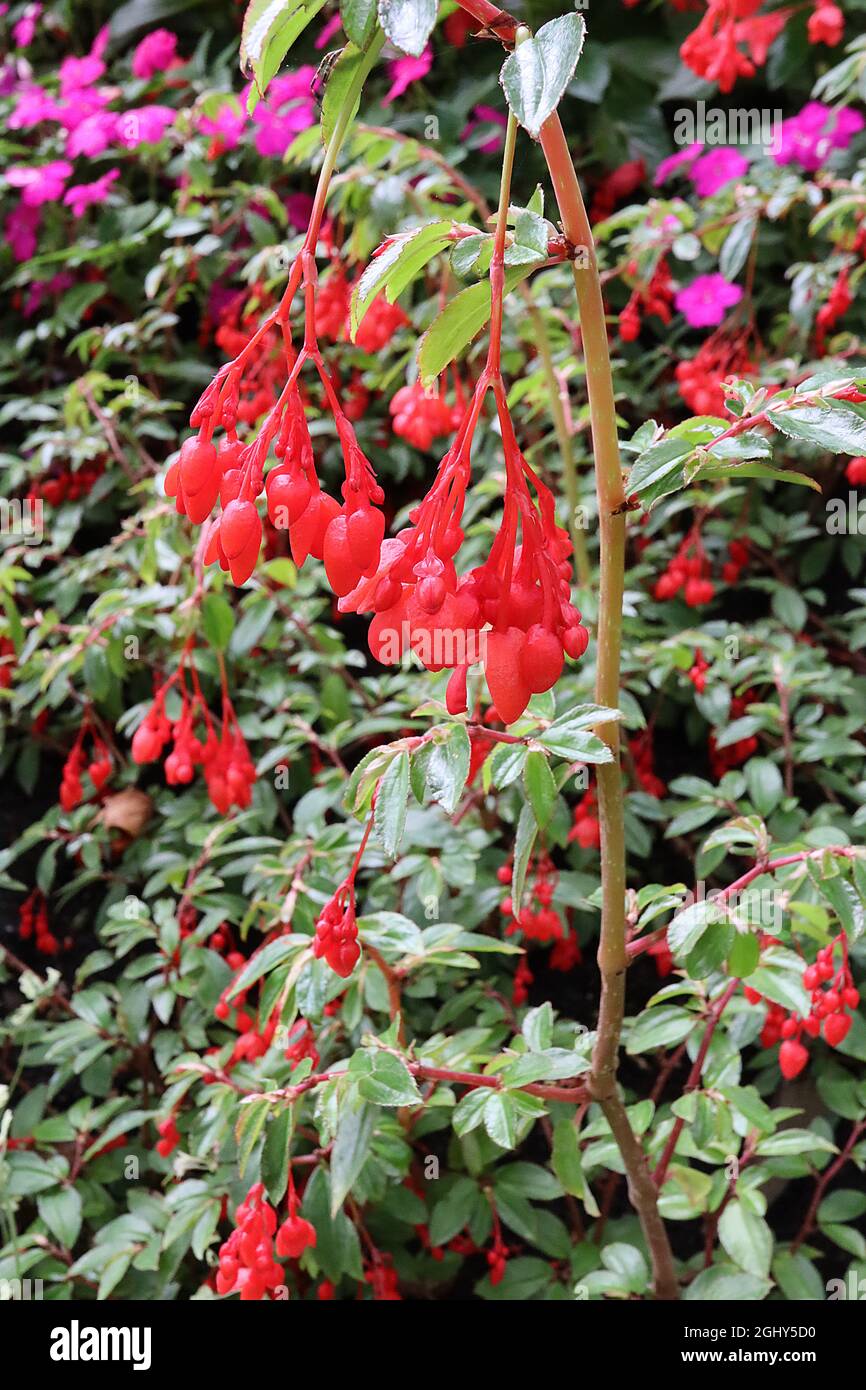 Begonia fuchsioides var miniata Fotos und Bildmaterial in hoher