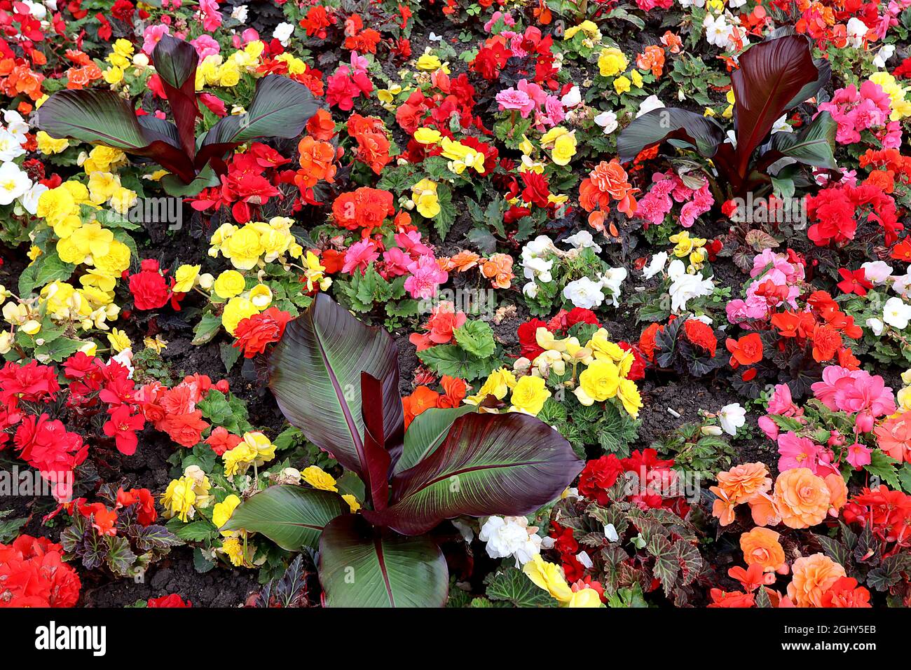 Begonia tuberosa ‘NonStop Mix’ doppelte weiße, gelbe, orange, rosa und rote Blüten mit engelförmigen Blättern, August, England, Großbritannien Stockfoto