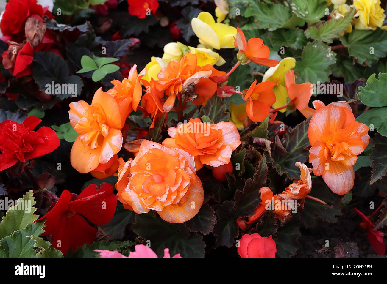 Begonia x tuberhybrida ‘Illumination Apricot’ doppelte orangene Blüten mit weiß bündigen und violetten Bronzeblättern, August, England, UK Stockfoto