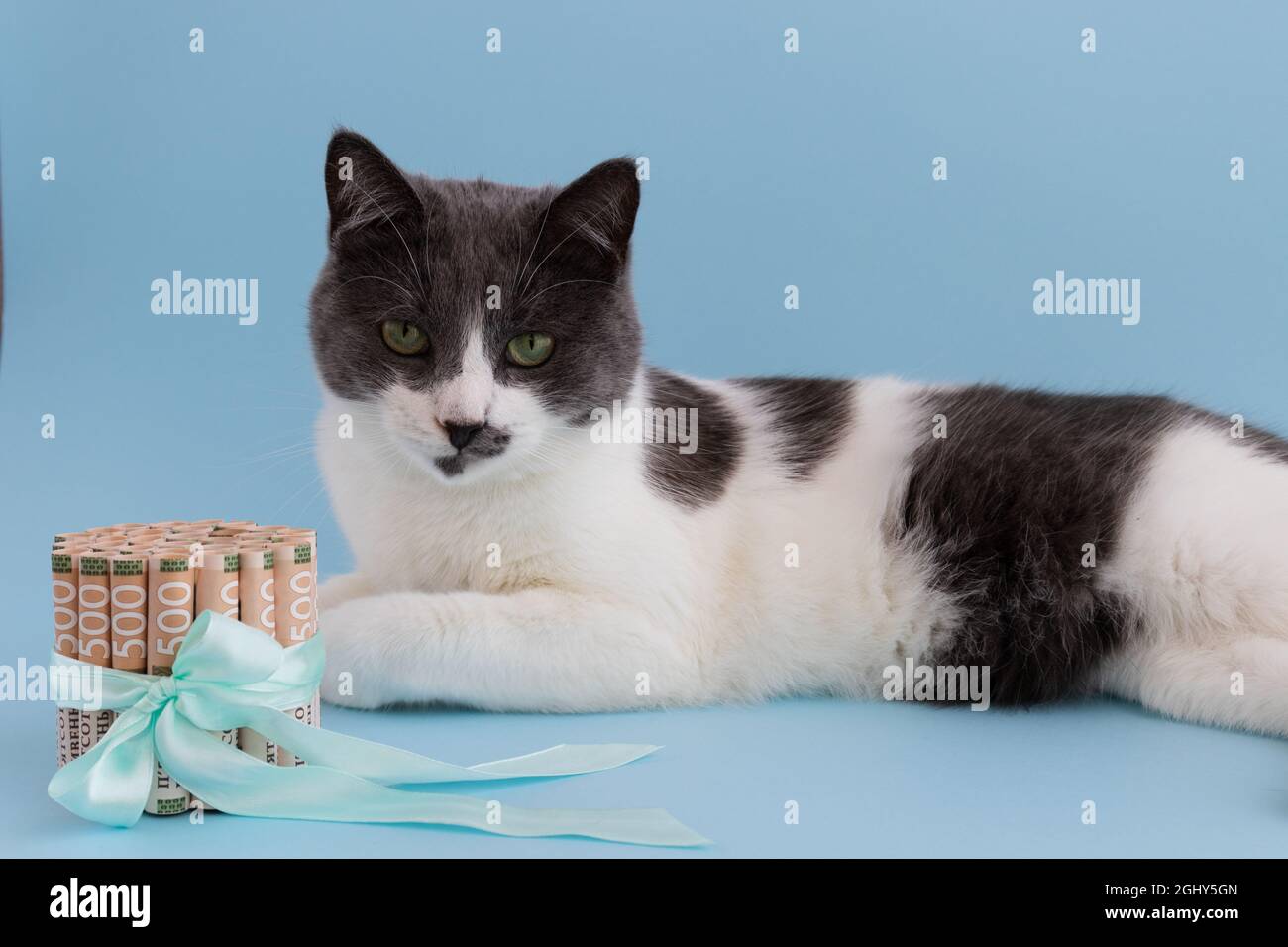 Katze liegt mit ukrainischem Geld, das mit einem Geschenkband gebunden ist. Geld vorhanden. Stockfoto