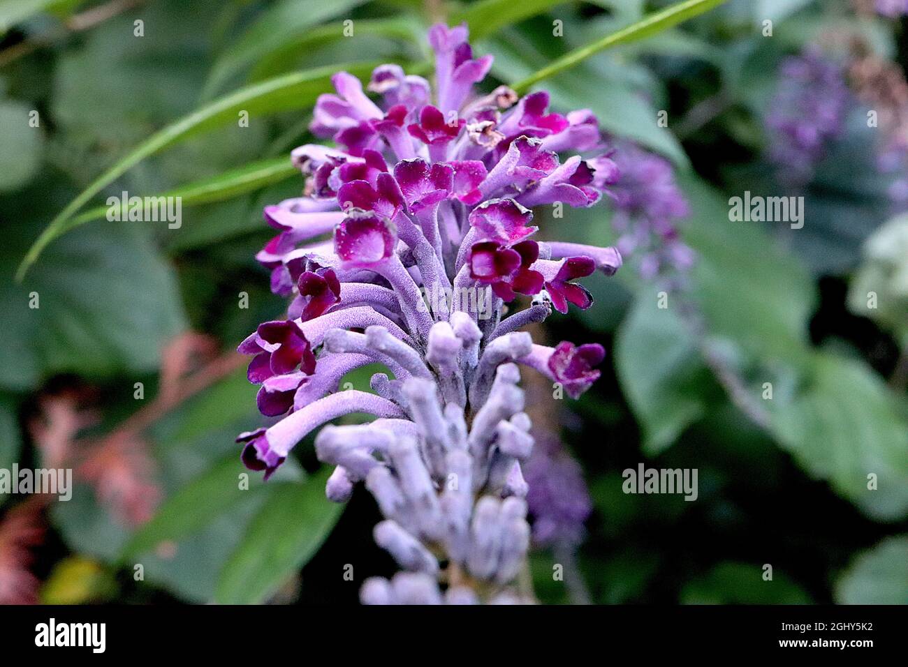 Buddleja lindleyana Lindleys Schmetterlingsbusch – hängende Büschel röhrenförmiger Malvenblüten mit lebhaft violettem Innenraum, August, England, Großbritannien Stockfoto