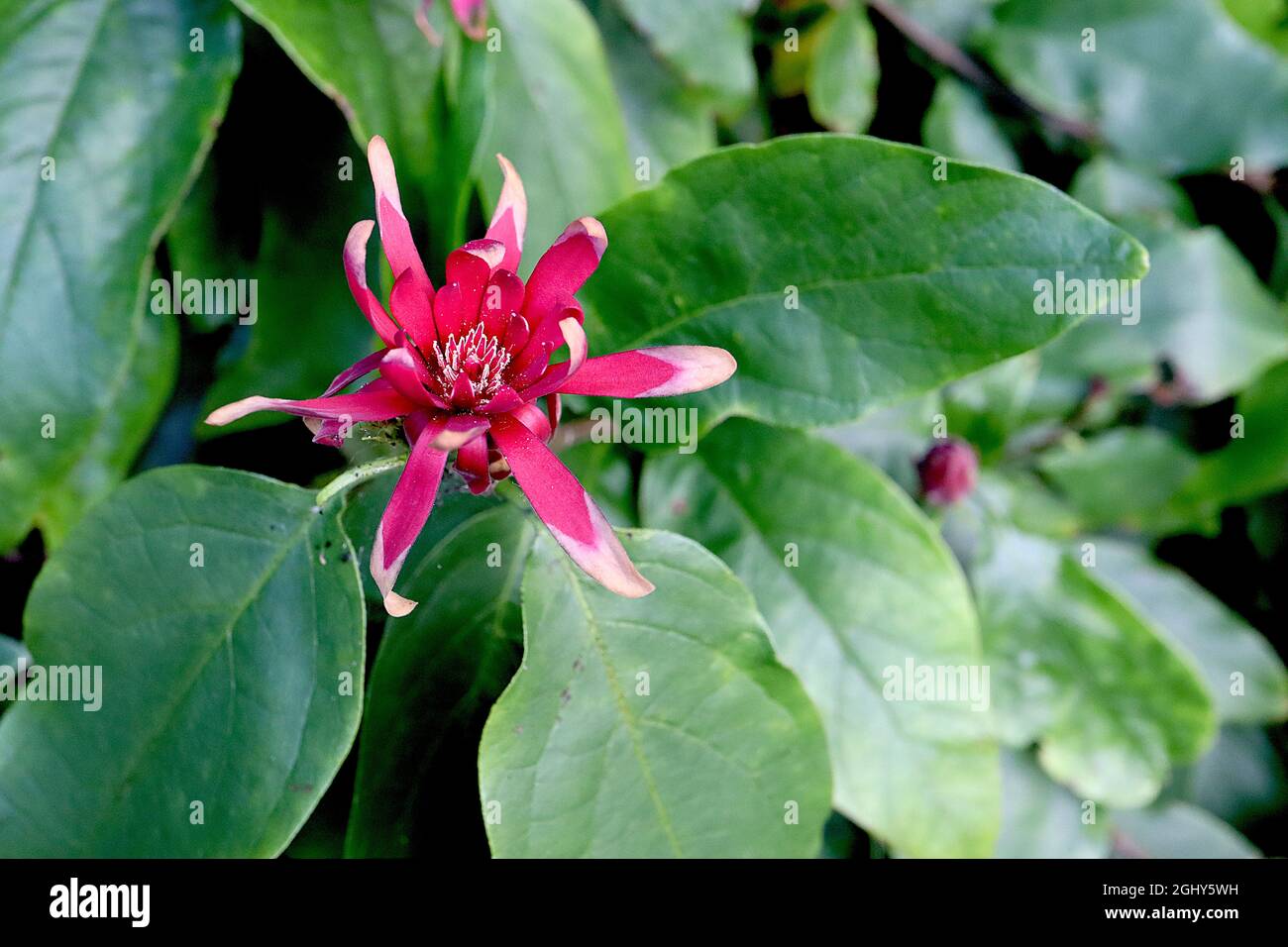 Calycanthus occidentalis WESTERN sweetshrub – kleine tiefrote, wasserlilienartige Blüten und eifige, leuchtend grüne Blätter, August, England, Großbritannien Stockfoto