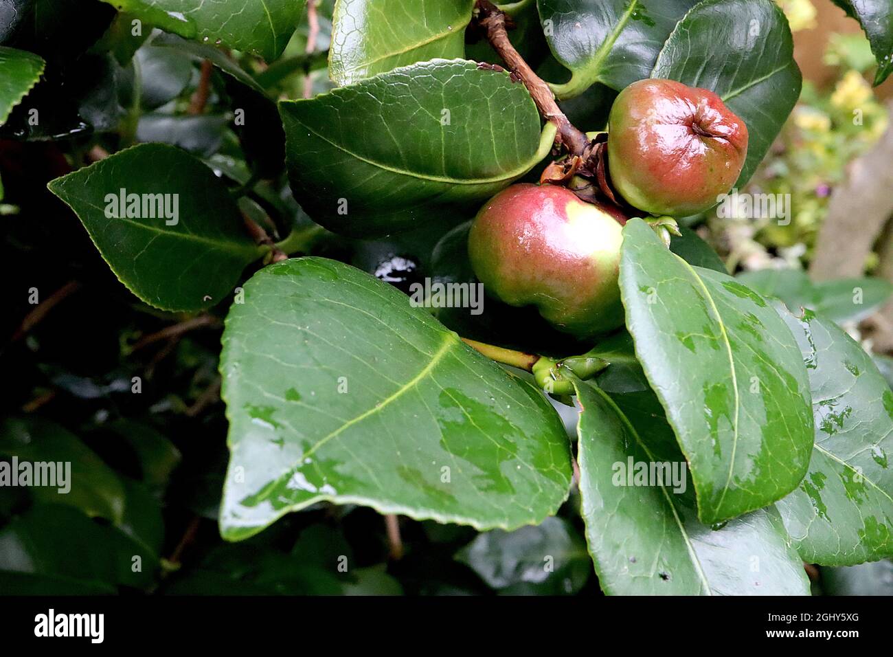 Camellia japonica Japanische Kamelienfrucht / Kapsel  runde grn rot  glnzende apfelartige Frucht / Kapsel und dunkelgrn glnzende Bltter,  August, England Stockfotografie - Alamy