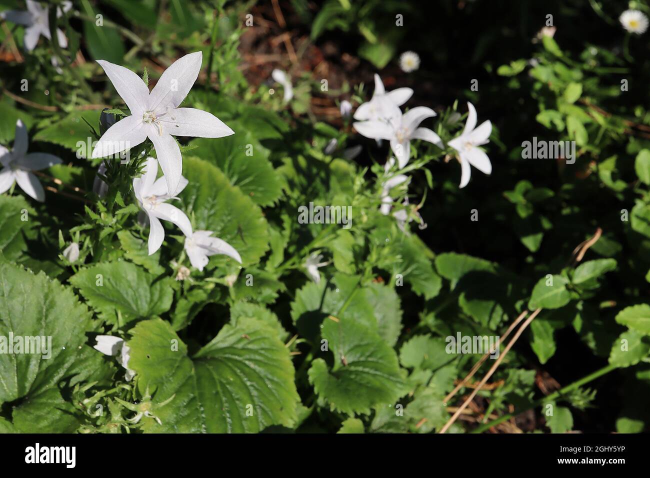 Campanula poscharskyana ‘EH Frost’ hängenden Glockenblume EH Frost – sternförmige weiße Blüten mit sehr hellblauer Färbung, August, England, Großbritannien Stockfoto