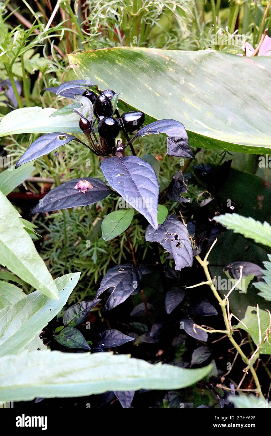 Capsicum annuum ‘Black Pearl’ ornamental pepper Black Pearl – Reifung schwarzer Früchte und lila schwarzer Blätter, August, England, Großbritannien Stockfoto
