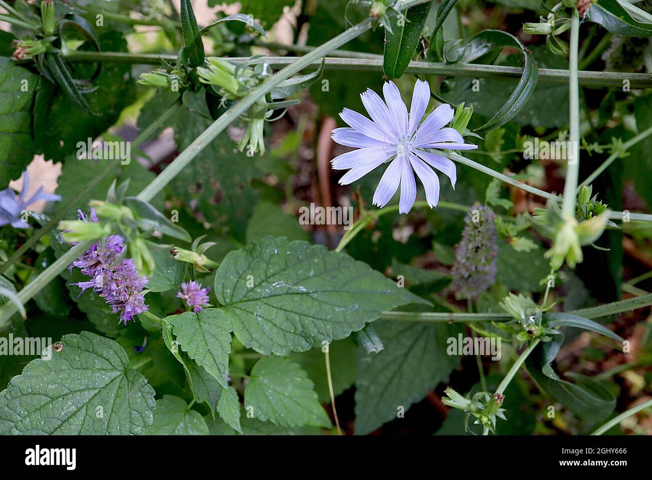 Cichorium intybus ‘Electric Blue’ Chicorée Electric Blue – lavendelblaue Blüten mit paintbruselartigen Blütenblättern an langen Stielen, August, England, Großbritannien Stockfoto