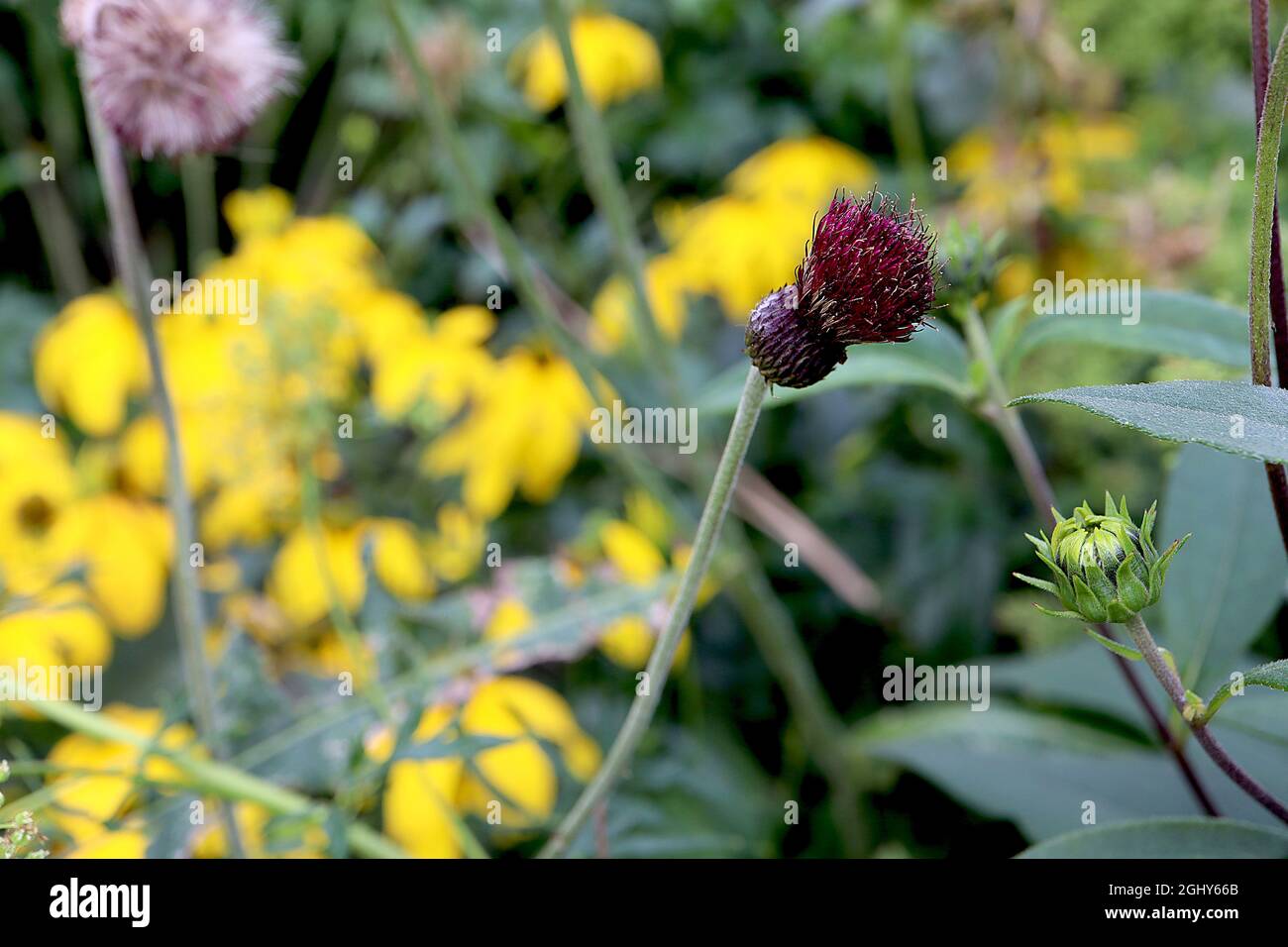 Cirsium rivulare ‘Atropurpureum’ Plumé distle Atropurpureum – Krone aus tiefroten Blüten auf graugrünen Hochblättern, August, England, Großbritannien Stockfoto