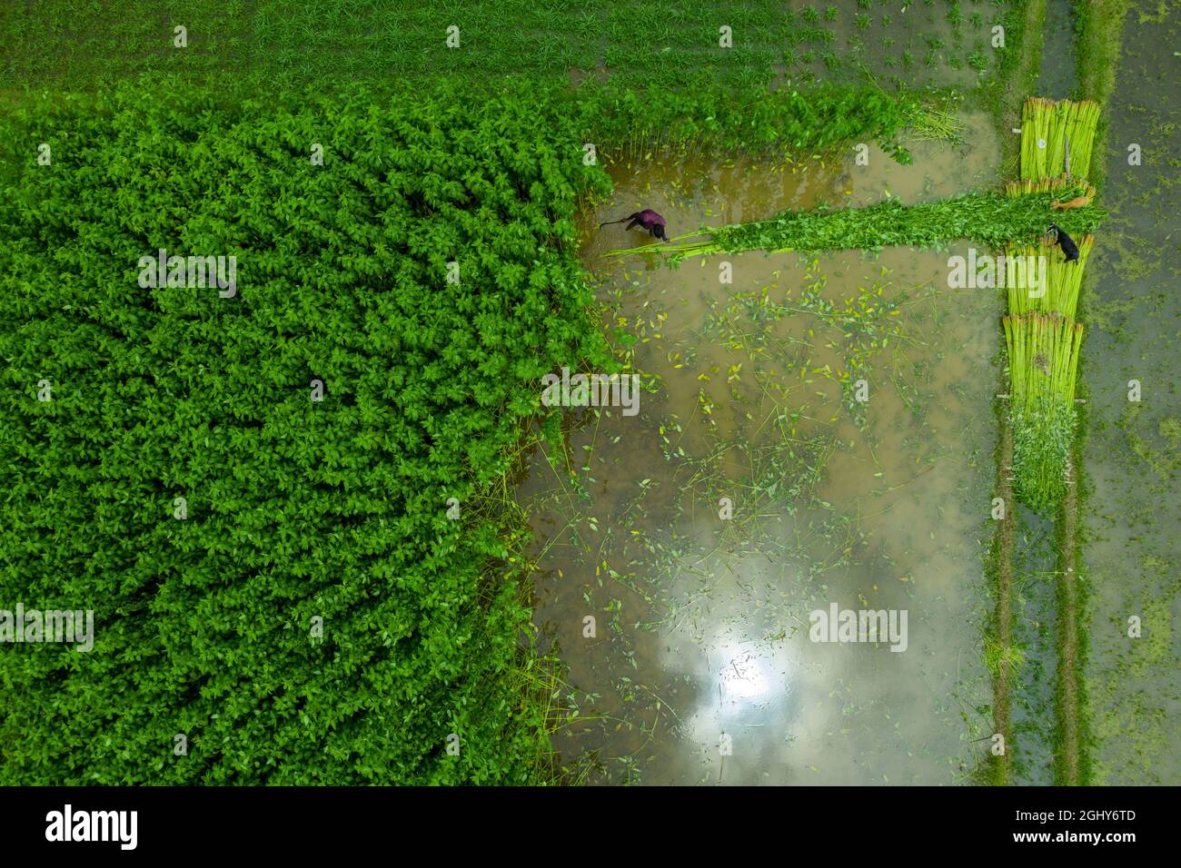 Bauern ernten Jutepflanzen auf dem Feld von Sariakandi in Bogra, Bangladesch Stockfoto