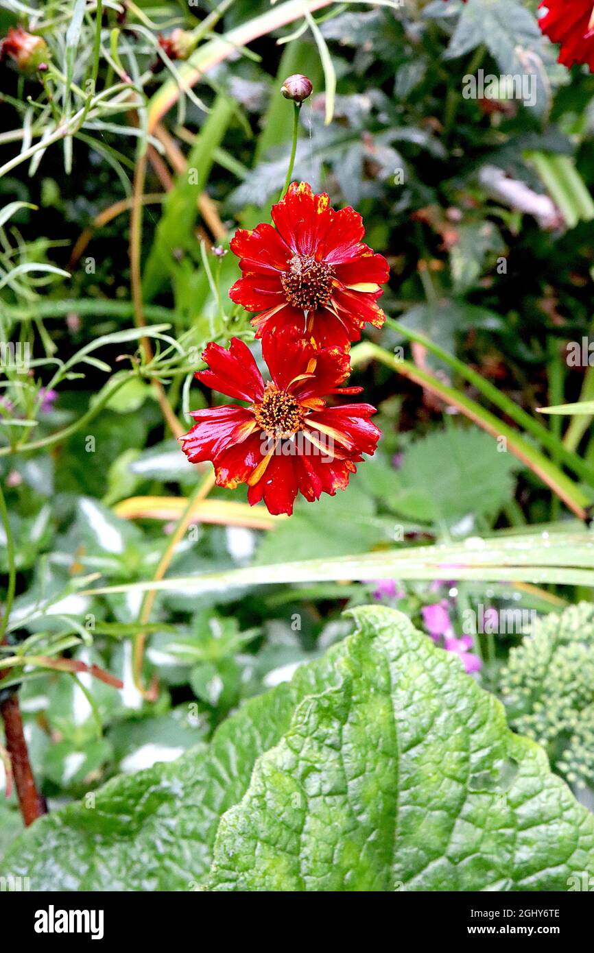Coreopsis tinctoria ‘Roulette’ Tickseed Roulette – tiefrote Blüten mit gelegentlichen gelben Streifen und eingekerbten Blütenblättern, August, England, Großbritannien Stockfoto