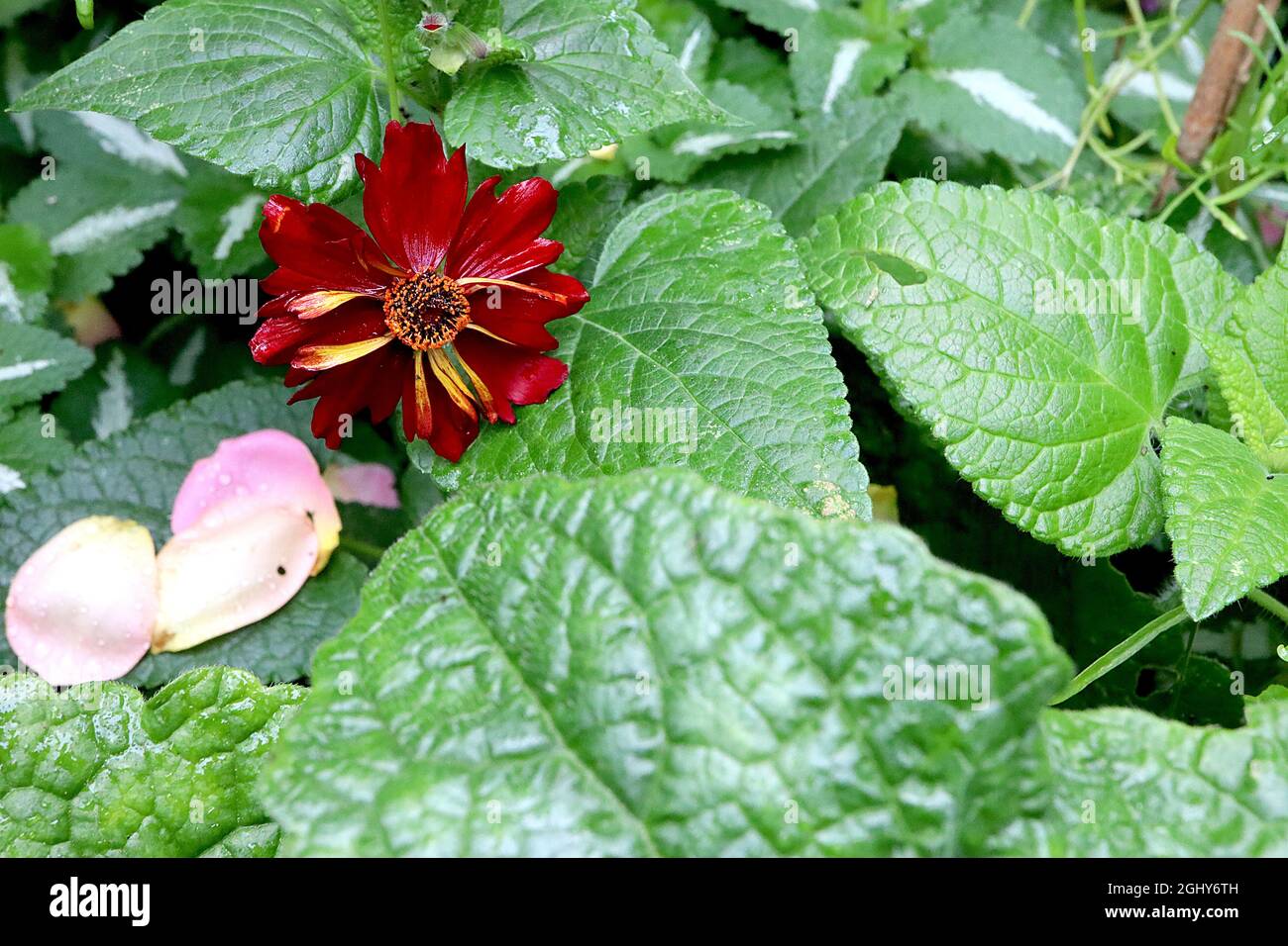 Coreopsis tinctoria ‘Roulette’ Tickseed Roulette – tiefrote Blüten mit gelegentlichen gelben Streifen und eingekerbten Blütenblättern, August, England, Großbritannien Stockfoto