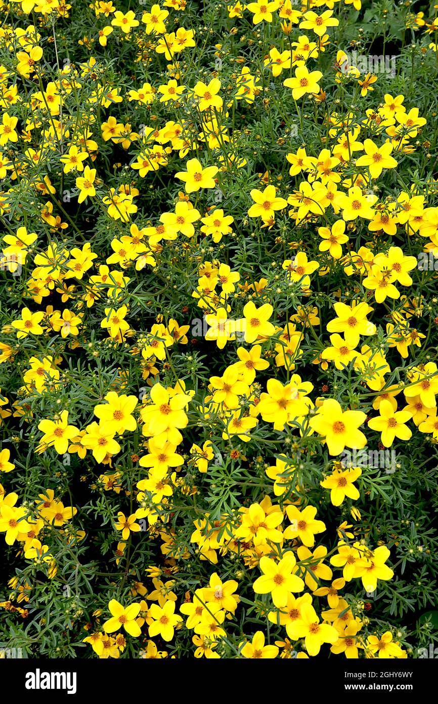 Coreopsis verticillata ‘Zagreb’ Tickseed Zagreb – tiefgelbe Blüten und kleine dunkelgrüne, fein geteilte Blätter, August, England, Großbritannien Stockfoto