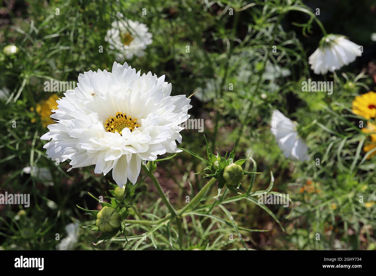 Cosmos bipinnatus ‘Double Dutch White’ doppelte weiße Blüten mit röhrenförmigen Blüten, August, England, Großbritannien Stockfoto