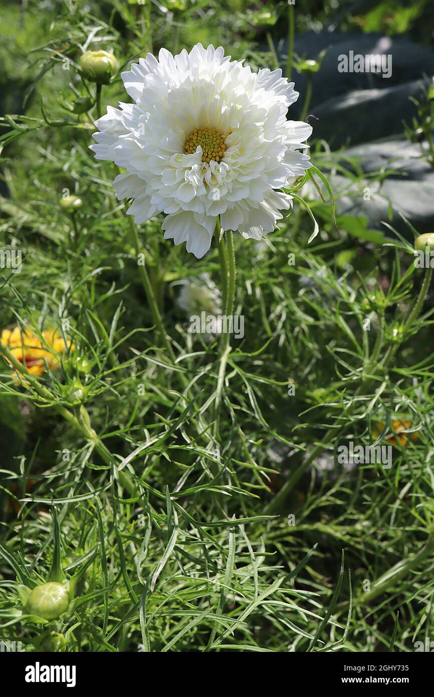 Cosmos bipinnatus ‘Double Dutch White’ doppelte weiße Blüten mit röhrenförmigen Blüten, August, England, Großbritannien Stockfoto