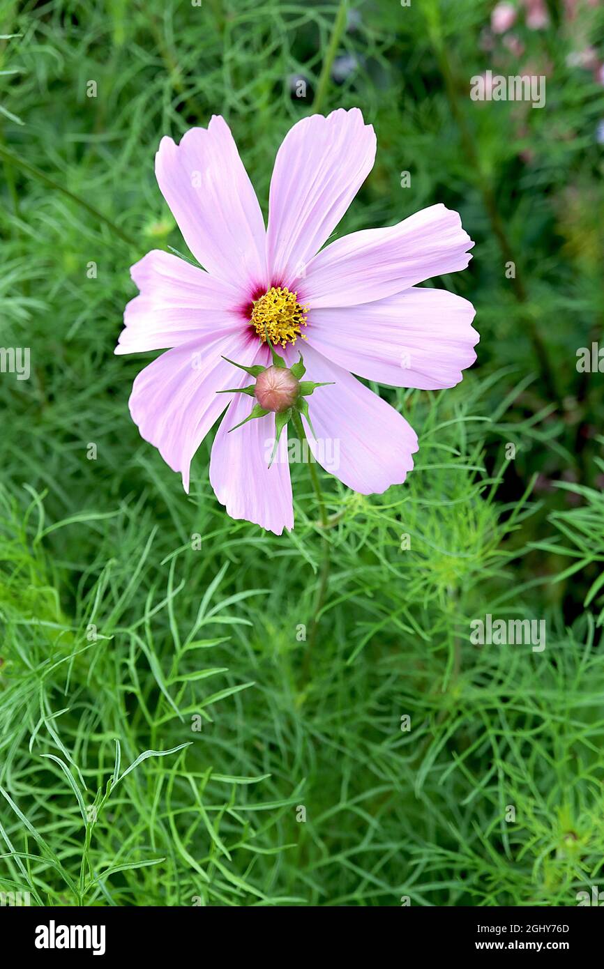 Cosmos bipinnatus ‘Sonata Pink Blush’ einzelne hellrosa Blüten mit gerillten Blütenblättern und kleinem purpurroten Ring, August, England, UK Stockfoto