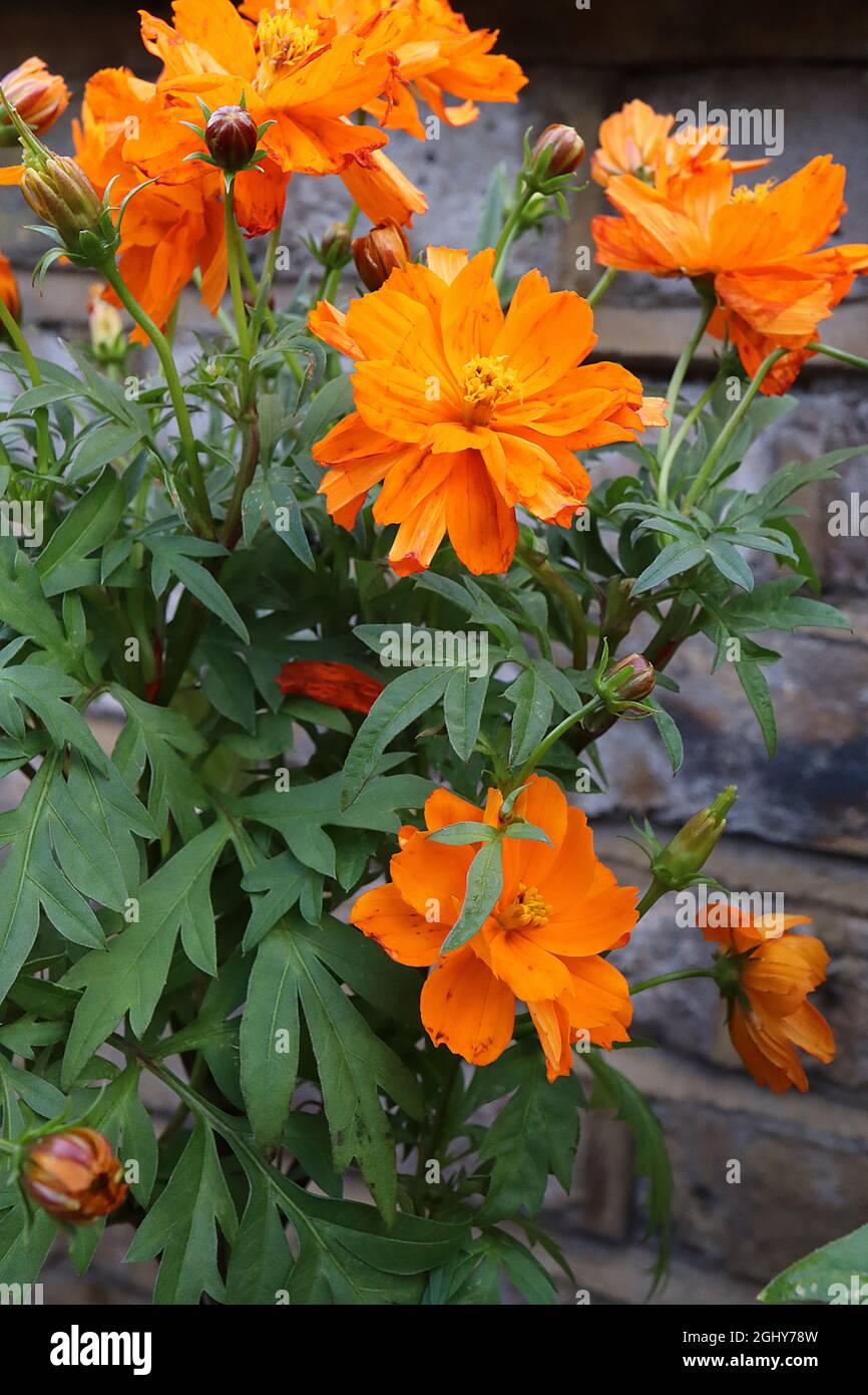 Cosmos sulfureus ‘Mandarin’ Schwefelkosmos Mandarin – halbdoppelte tieforange Blüten und dunkelgrüne tief gelappte Blätter, August, England, Großbritannien Stockfoto