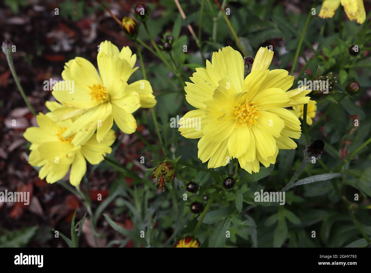 Cosmos sulfureus ‘Brightness Mixed’ Schwefelkosmos Brightness Mixed - halbdoppelte gelbe Blüten und dunkelgrüne tief gelappte Blätter, August, England Stockfoto