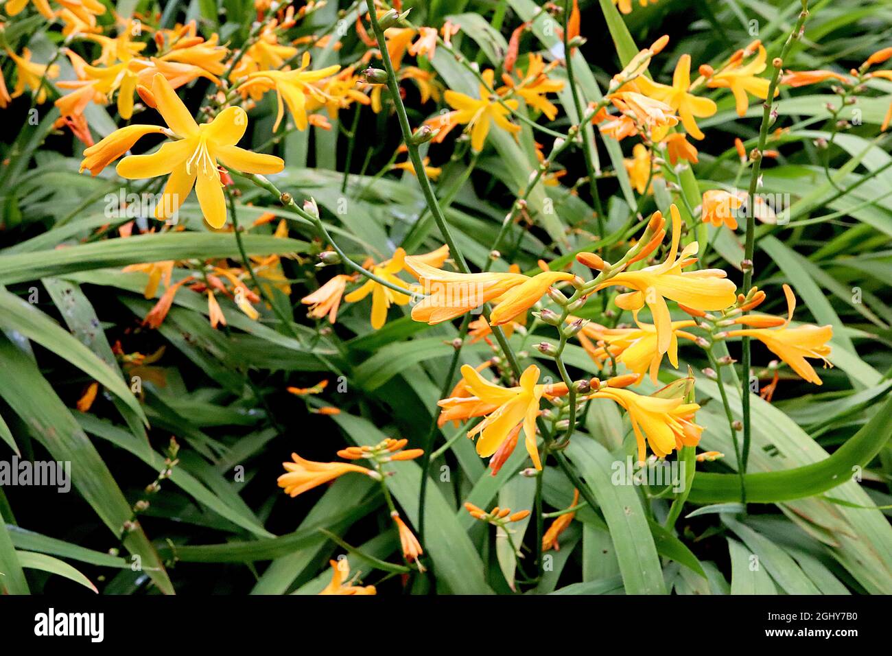 Crocosmia ‘George Davison’ horizontal geforckte Raceme aus scharlachroten, großen bis kleinen Blüten und plissierten, schwertförmigen Blättern, August, England, Großbritannien Stockfoto