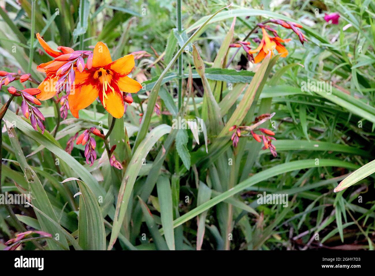 Crocosmia ‘Emily McKenzie’ montbretia Emily McKenzie – kleine, tieforange trichterförmige Blüten mit gelbem Innenleben und roten Basalmarkierungen auf der Aufrechten Stockfoto