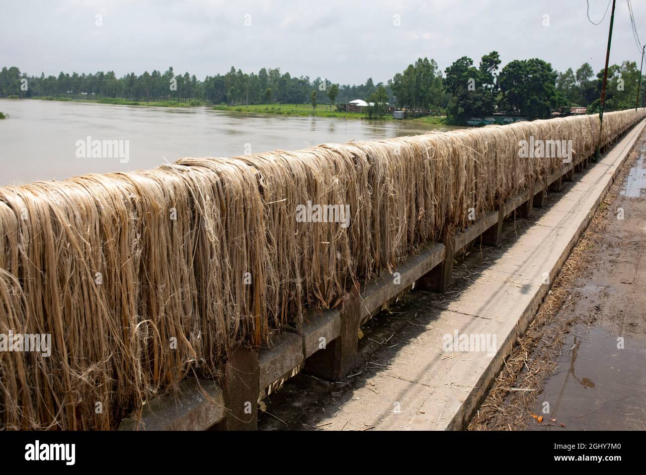 Ein Landwirt trocknet Jutefasern auf einer Brücke bei Sariakandi in Bogra, Bangladesch. Stockfoto
