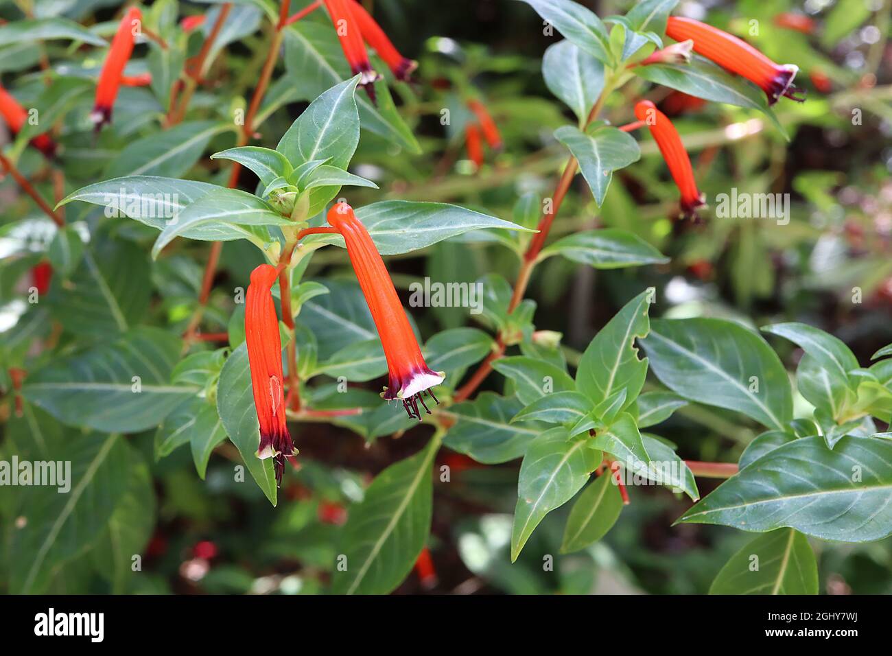 Cupsea ignea ‘unvergleichliche’ Zigarrenpflanze – röhrenförmige, orange Blüten mit violett-schwarzen Blütenblattenden und weißem Rand, August, England, Großbritannien Stockfoto