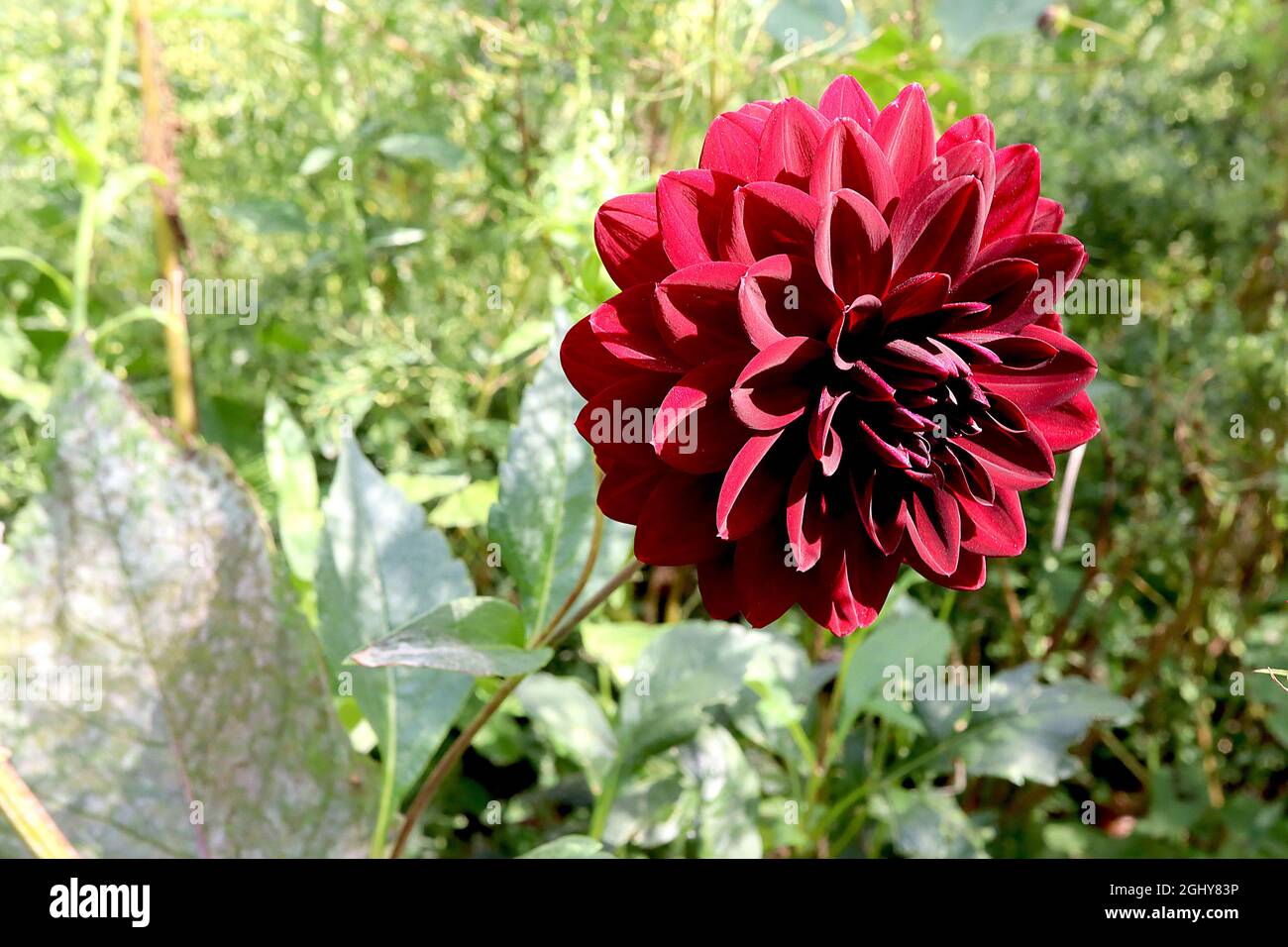 Dahlia ‘Arabian Night’ Group 5 Decorative Dahlia dunkelrote Blüten mit eingekerbten Blütenblättern, August, England, Großbritannien Stockfoto