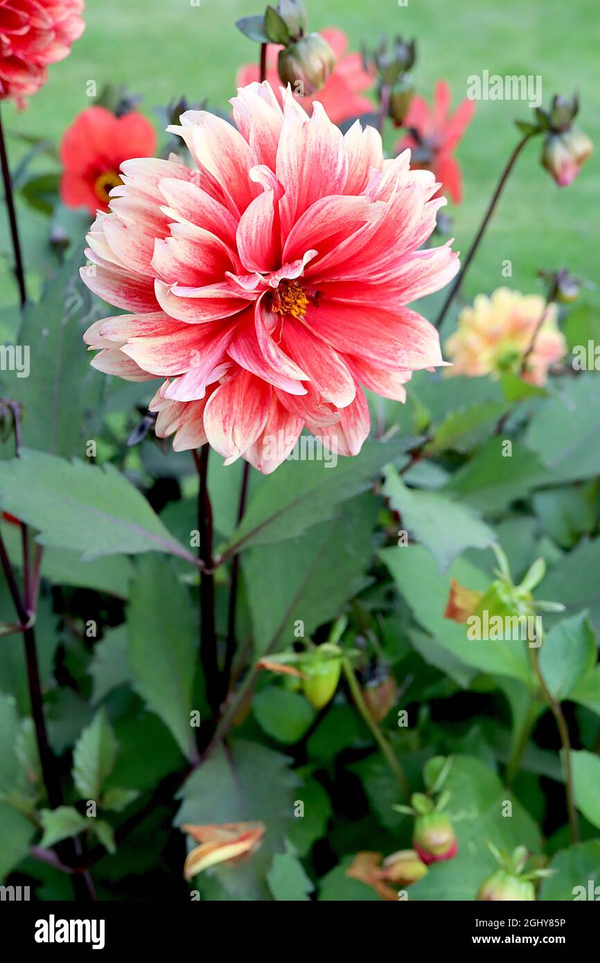 Dahlia ‘Bodacious’ Group 5 Dekorative korallenrote Dahlien-Blüten mit cremefarbenen Rändern und ausgestellten Blütenblättern, August, England, Großbritannien Stockfoto