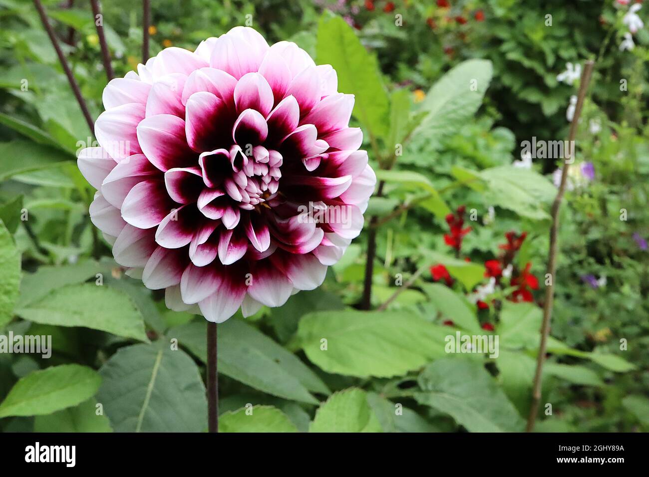 Dahlia ‘Edinburgh’ Decorative Dahlia Group 5 dunkelburgunderrote Blüten mit weißen Blütenblättern, August, England, Großbritannien Stockfoto