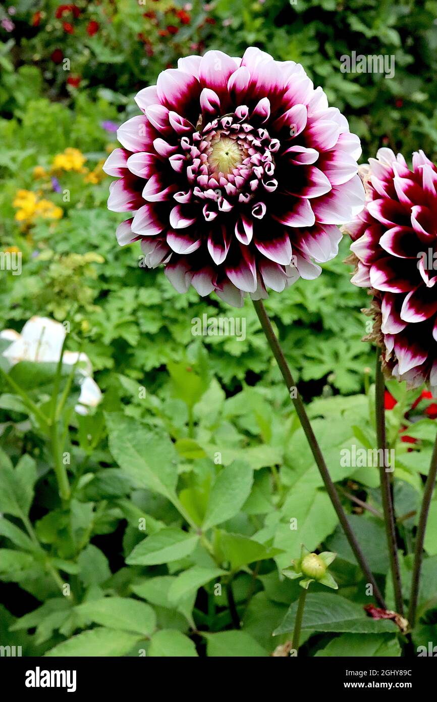 Dahlia ‘Edinburgh’ Decorative Dahlia Group 5 dunkelburgunderrote Blüten mit weißen Blütenblättern, August, England, Großbritannien Stockfoto