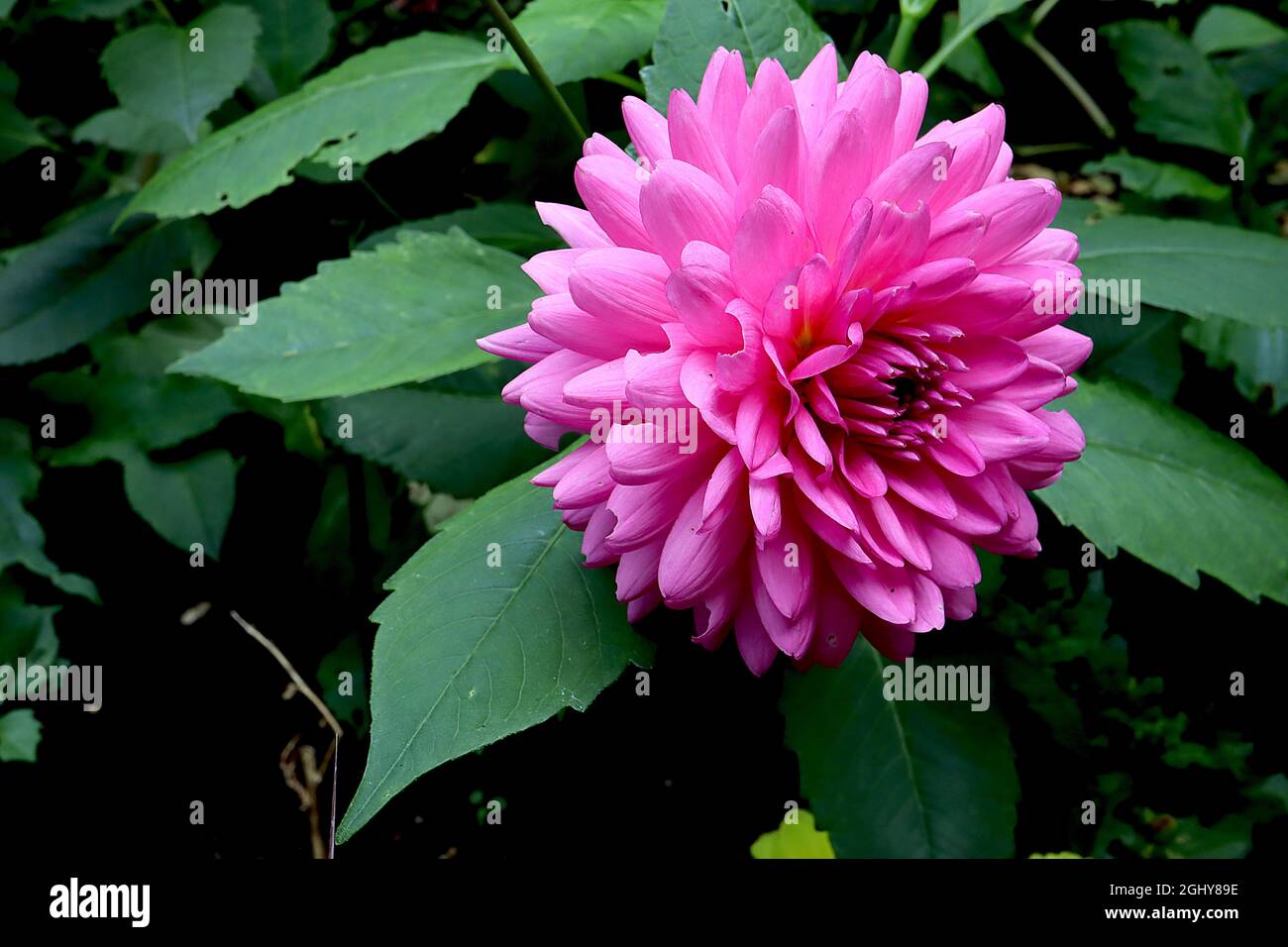 Dahlia ‘Elga’ Semi-Kaktus Dahlia Group 9 tiefrosa Blüten mit Evolvente und Revolte Blütenblätter, August, England, Großbritannien Stockfoto