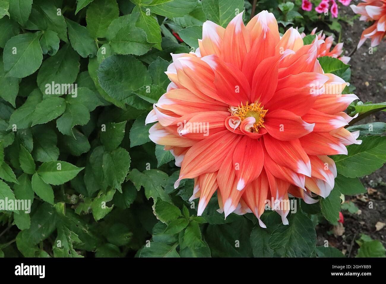 Dahlia ‘Holland Festival’ Decorative Dahlia Group 5 große orange Blüten mit weißen Spitzen, August, England, UK Stockfoto