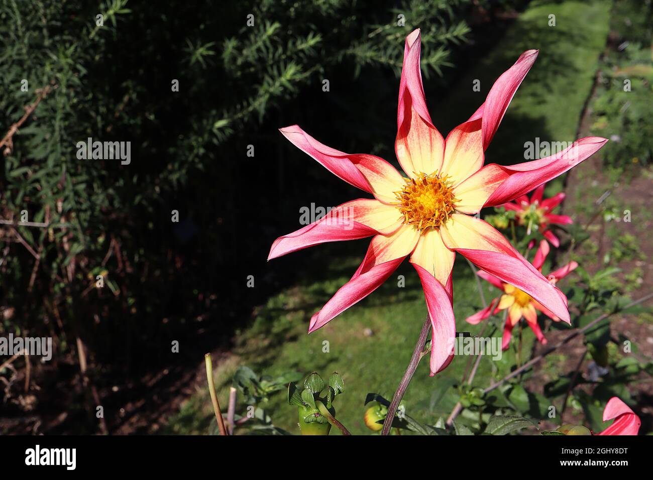 Dahlia ‘Tahoma Moonshot’ Group 12 Dahlia tiefrosa Blüten sternförmige Blüten mit gelbem Halo und gerollten Blütenblättern, August, England, UK Stockfoto