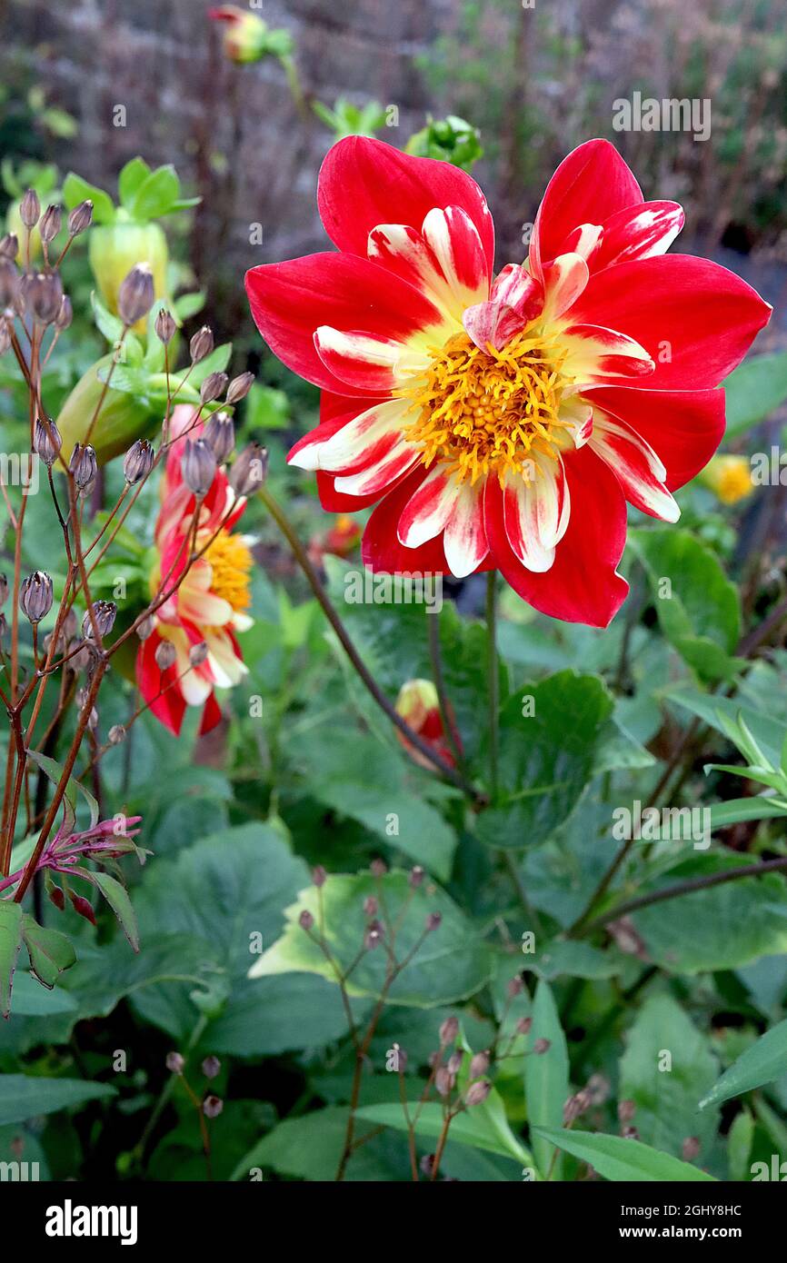 Dahlia ‘Pooh Swan Island’ Collerette Dahlia Gruppe 3 rote Blüten mit einem inneren Kragen aus hellgelben und roten inneren kurzen Blüten, August, England, Großbritannien Stockfoto