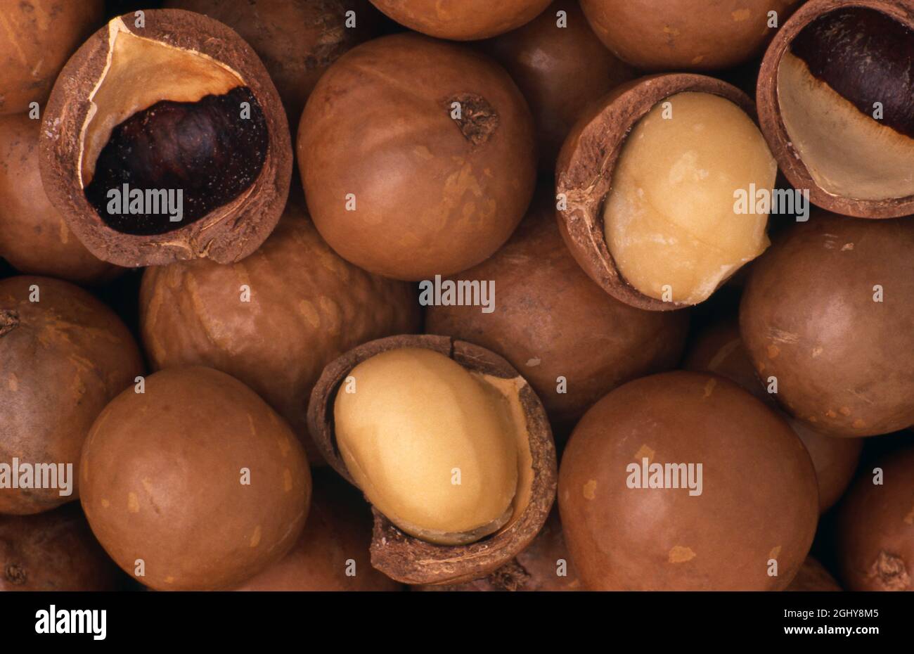 GEERNTETE MACADAMIA-NÜSSE (MACADAMIA INTEGRIFOLIA), GANZE NÜSSE UND OFFENE SCHALEN. AUSTRALIEN. Stockfoto