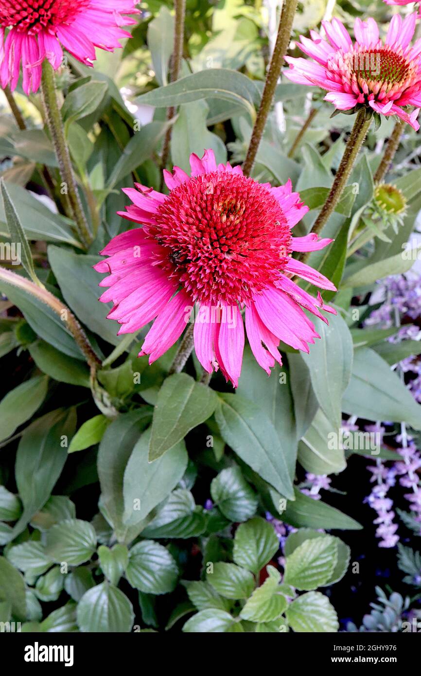 Echinacea purpurea ‘Delicious Candy’ Coneflower Delicious Candy – Doppelblumen aus tiefrosa Blütenblättern mit roten rosafarbenen Röschen, August, England, Großbritannien Stockfoto