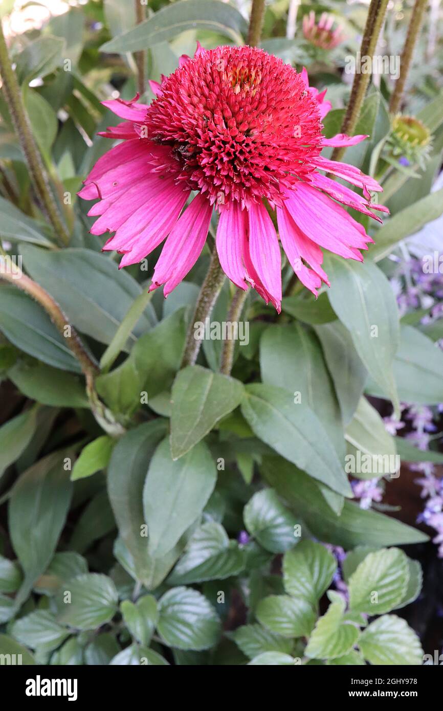 Echinacea purpurea ‘Delicious Candy’ Coneflower Delicious Candy – Doppelblumen aus tiefrosa Blütenblättern mit roten rosafarbenen Röschen, August, England, Großbritannien Stockfoto