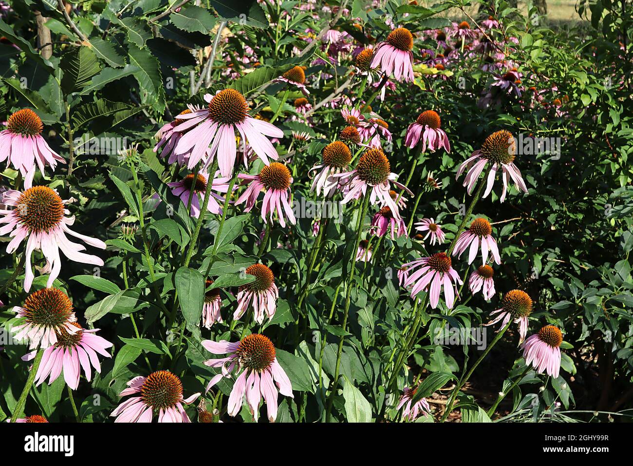 Echinacea purpurea ‘Magnus’ Coneflower Magnus - tiefrosa Blütenblätter und kegelförmige Mitte, sehr hohe Stängel, August, England, Großbritannien Stockfoto