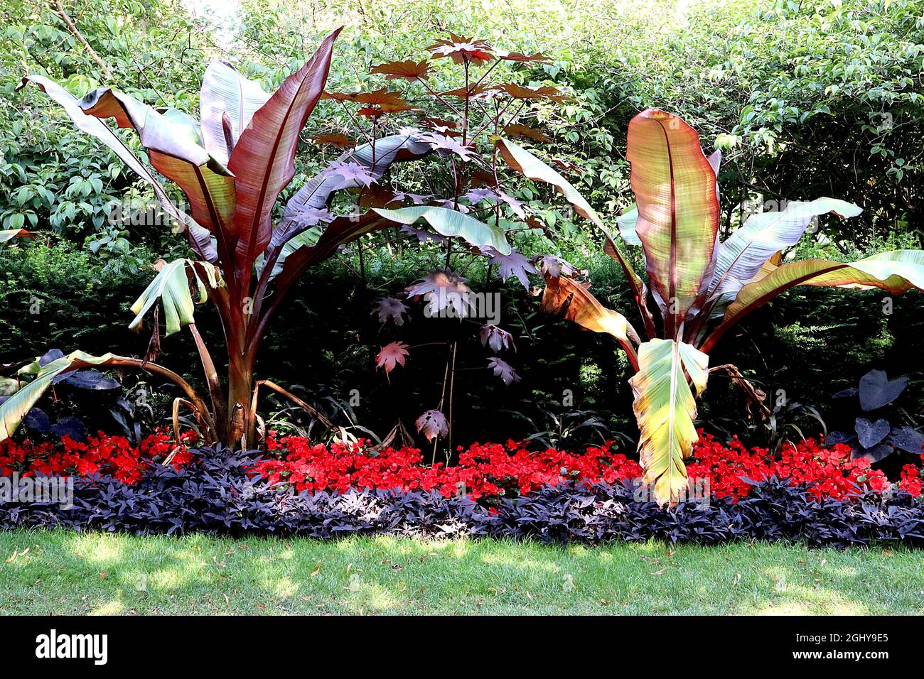 Ensete ventricosum ‘Maurelii’ Ethiopian Black Banana – riesige, gelb-grüne Blattklingen mit dunkelroten Rändern, August, England, Großbritannien Stockfoto