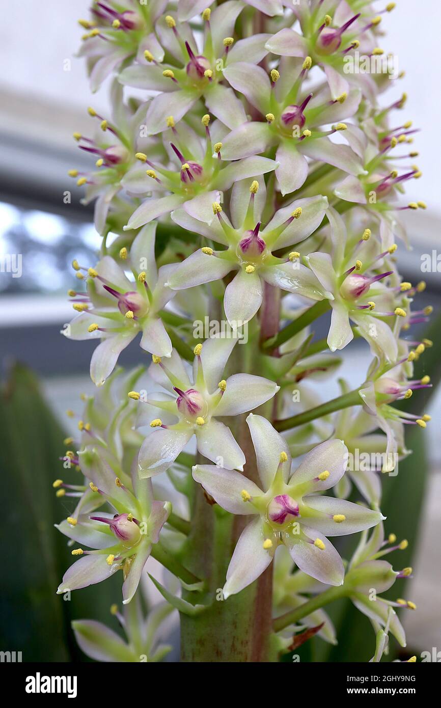pallidiflora baker subsp pole evansii Fotos und Bildmaterial in hoher