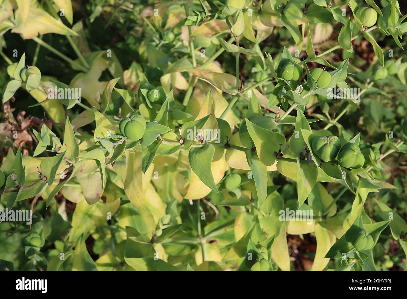 Der Kaperflut von Eforbia lathyrus – apfelgrüne Samenschoten, die aus drei zusammenkomprimierten Samen bestehen, August, England, Großbritannien Stockfoto