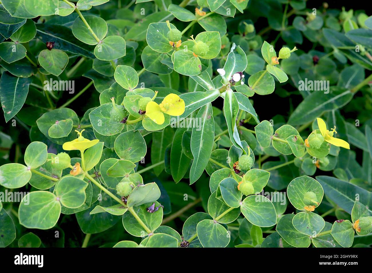 Der Balkan-Schwamm von Eibisch-oblongata – lindengrüne Blattlaibe mit orangefarbenen Samen und eiförmigen Blättern, August, England, Großbritannien Stockfoto