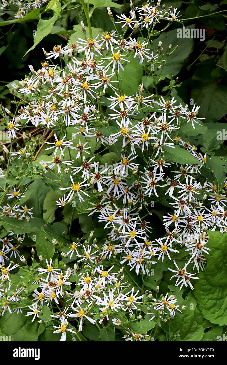 Eurybia divaricata weißer Holzaster - flache Büschel aus weißen Gänseblümchen-ähnlichen Blüten mit sehr schlanken Blütenblättern, August, England, Großbritannien Stockfoto