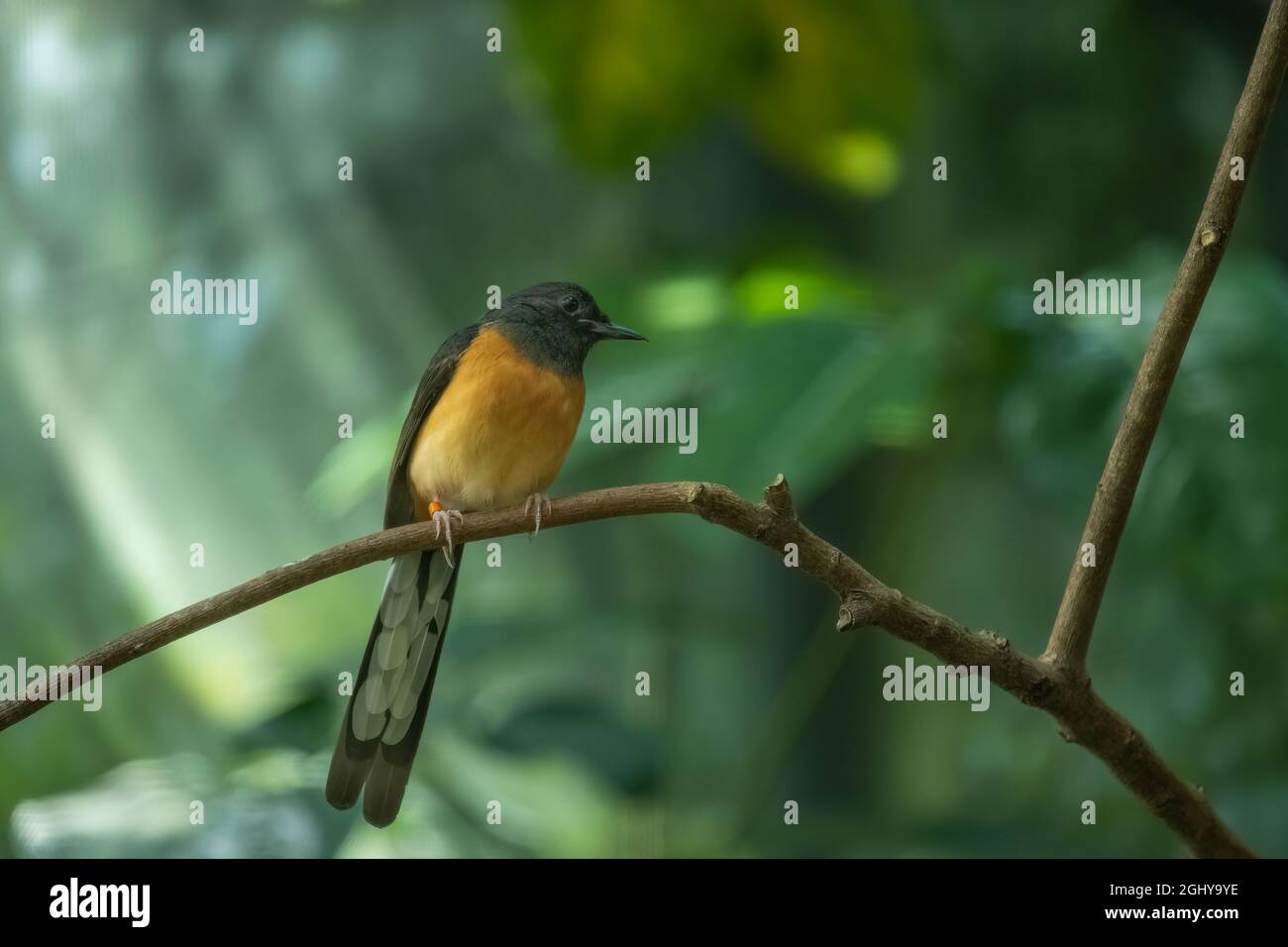 Blau-gekrönte Lachdrossel (Garrulax courtoisi), die auf einem Ast mit orangefarbenem Beinband thront Stockfoto