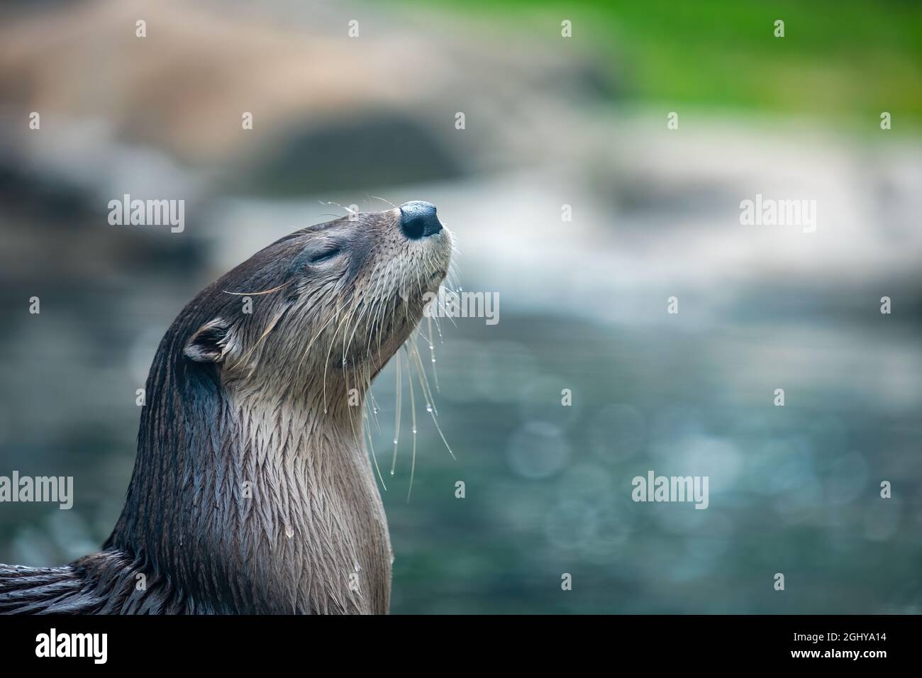 Nordamerikanischer Flussotter (Lontra canadensis), der aus dem Wasser auftaucht und ruhig und gelassen aussieht Stockfoto