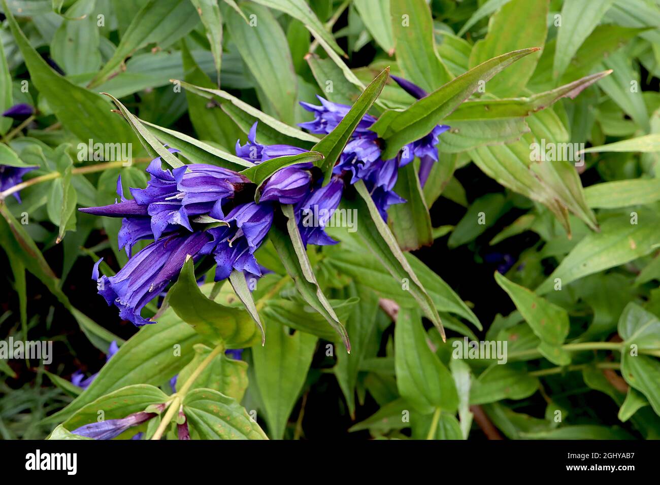 Gentiana Asclepiadea Weidengenzian – gebogene Trauben von gestreiften violett-blauen und violetten Blüten, durchsetzt mit mittelgrünen, lanzenförmigen Blättern, Großbritannien Stockfoto