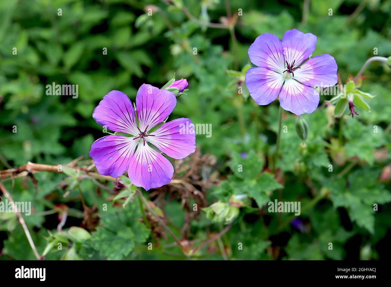 Geranium ‘Rozanne’ Geranium Gerwat – violett blaue Blüten mit weißem Zentrum und violetten radialen Adern, August, England, Großbritannien Stockfoto